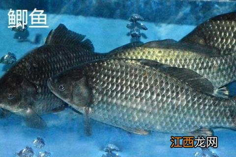 淡水鱼有哪些种类 淡水鱼有哪些