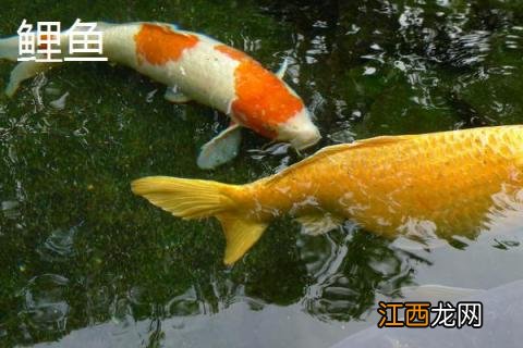 淡水鱼有哪些种类 淡水鱼有哪些