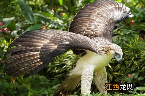 中国濒临灭绝的动物有哪些 濒临灭绝的动物有哪些