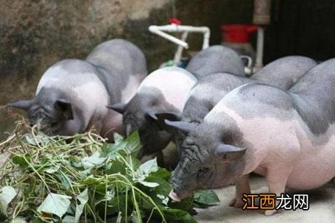 养猪用青饲料好还是不用青饲料好 养猪怎么搭配青饲料