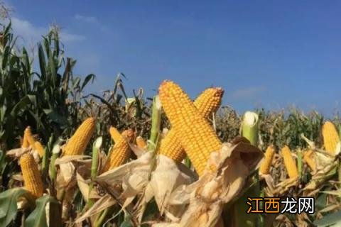 成玉668玉米种简介,适合哪里种植,产量如何