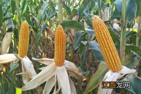 成玉668玉米种简介,适合哪里种植,产量如何