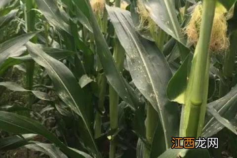 成玉668玉米种简介,适合哪里种植,产量如何