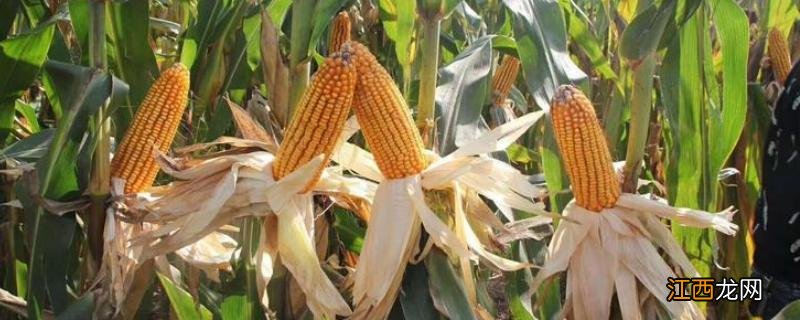 强硕98玉米种简介,适合哪里种植,产量如何
