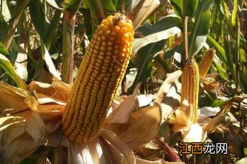 强硕98玉米种简介,适合哪里种植,产量如何