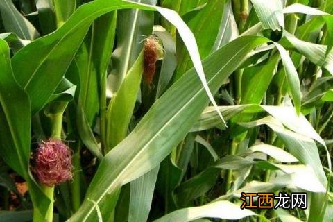 成玉888玉米种简介，适合哪里种植，产量如何