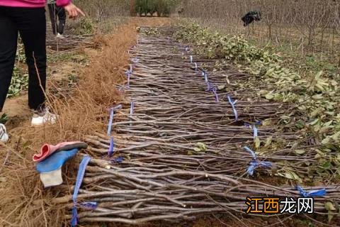 瑞雪苹果栽培技术 瑞雪苹果树苗