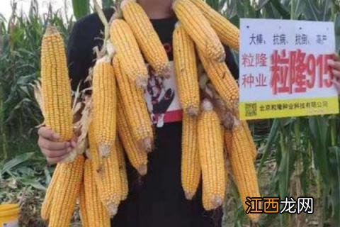 粒隆915玉米种简介,适合哪里种植,产量如何