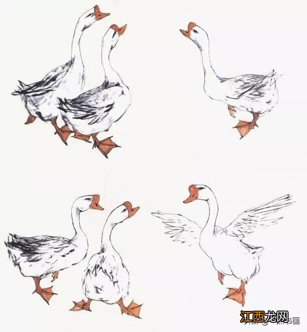 大白鹅怎么画简单一点 大白鹅怎么画