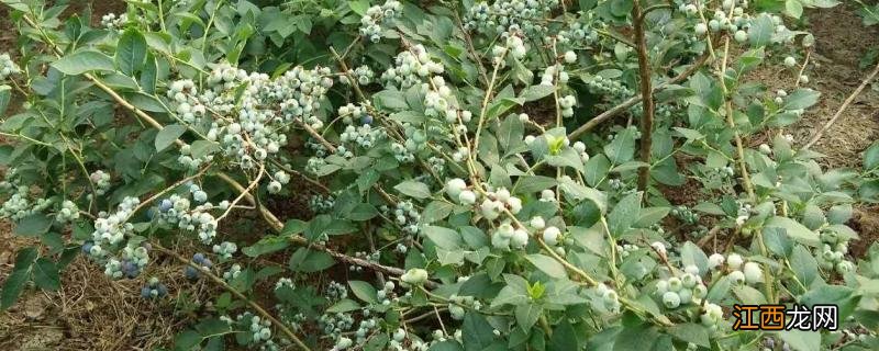 蓝莓冬季如何修剪，为什么要修剪 蓝莓冬季修剪方法