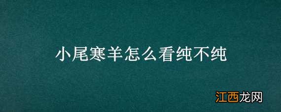 小尾寒羊怎么看纯不纯 小尾寒羊什么样