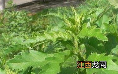 刺菜煮水喝有什么作用 刺菜怎么煮水喝