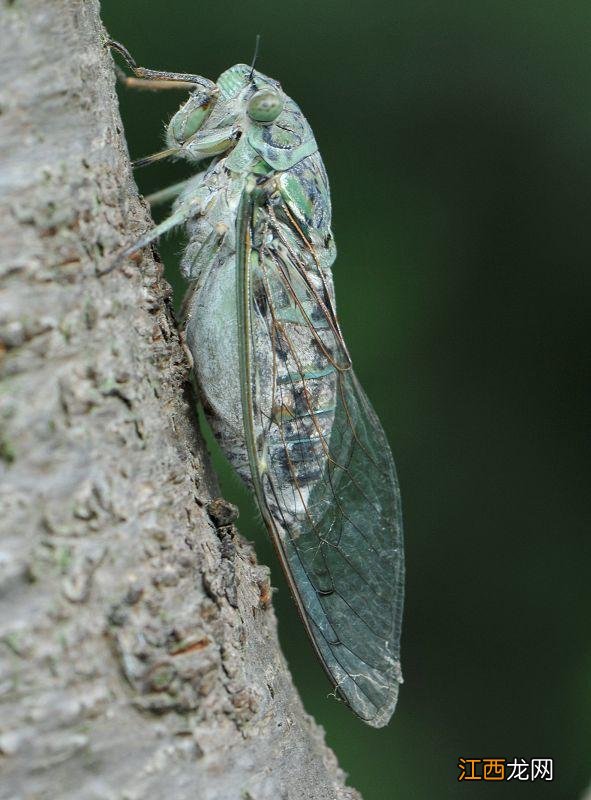 蝉为什么要叫? 蝉为什么要叫