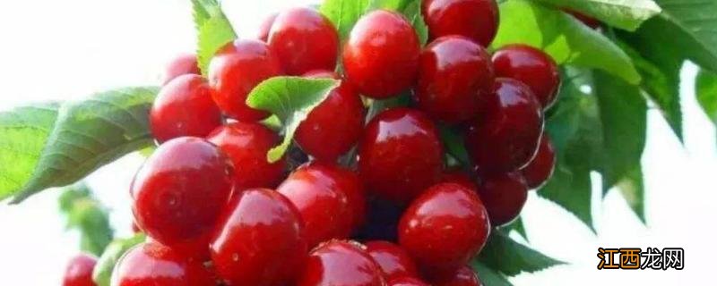 车厘子怎么保存,车厘子和樱桃是一种水果吗