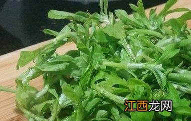 清明菜和艾草的区别是什么 清明菜和艾草的区别