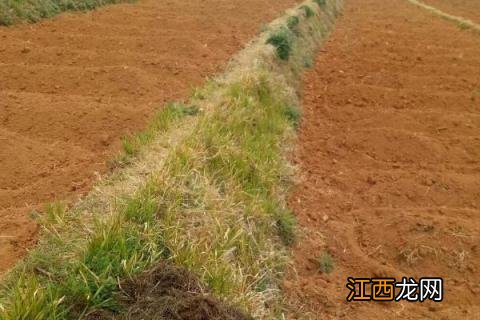 四季豆是芸豆吗，四季豆的种植方法 四季豆是芸豆么