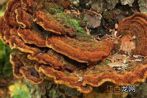 桑黄如何种植技术 桑黄的种植方法栽培技术