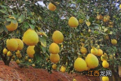 容县沙田柚介绍作文 容县沙田柚介绍