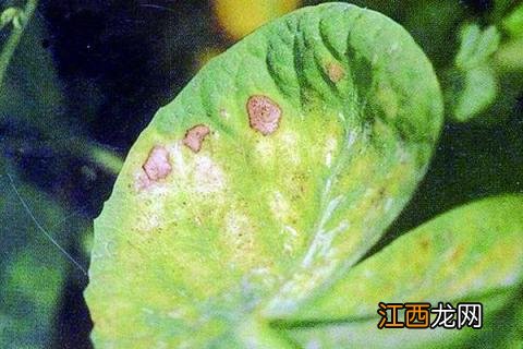 豌豆种植时间和方法,豌豆是自花传粉还是异花传粉