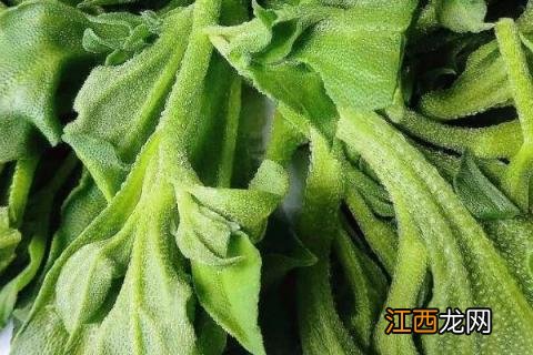 冰菜种植技术与管理 冰菜的种植管理与采收