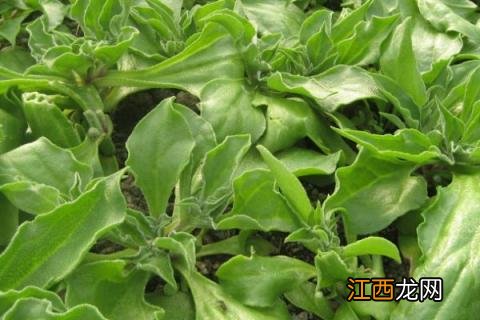 冰菜种植技术与管理 冰菜的种植管理与采收