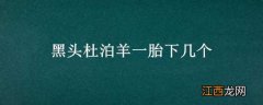 黑头杜泊羊一胎下几个 黑头杜泊绵羊头胎怀孕母羊