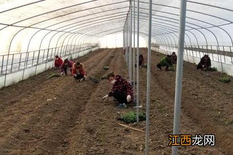 黑番茄的种植条件,黑番茄的种植方法