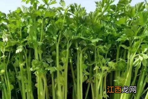 二月种植蔬菜有哪些 二月份可以种植什么蔬菜