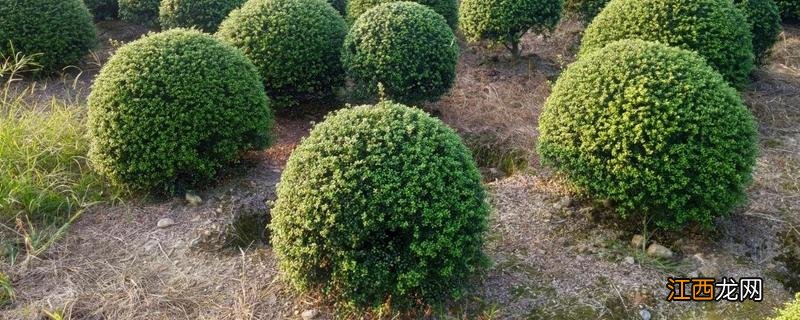 龟甲冬青花期，龟甲冬青是乔木还是灌木