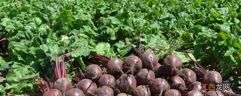 甜菜心腐病缺什么元素,甜菜心腐病的症状