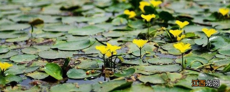 参差荇菜,左右流之,荇菜一般生长在哪里，荇菜是什么植物