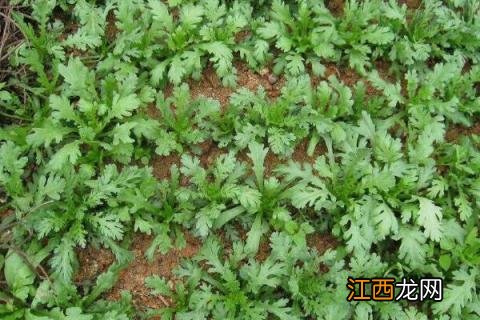 冬季有什么蔬菜可可以种 冬季可以种的蔬菜有哪些