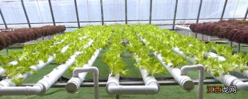适合水培的蔬菜，水培蔬菜技术管理要点