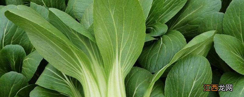 油菜主要有哪些病虫害 油菜包括哪些菜，油菜常见的病虫害