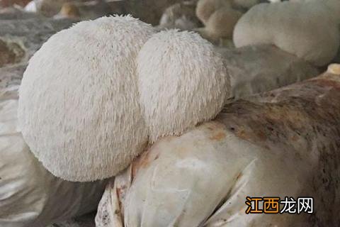 菇类有哪些 菇类有哪些品种