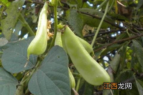 豆角种类名称及图片 豆角种类