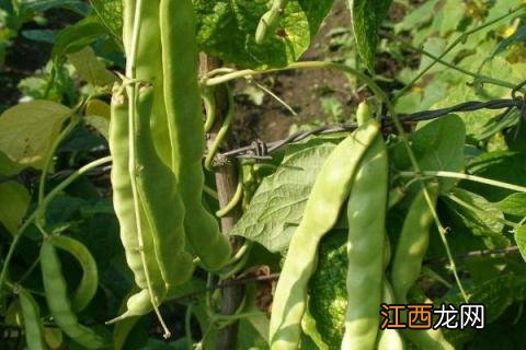 豆角种类名称及图片 豆角种类