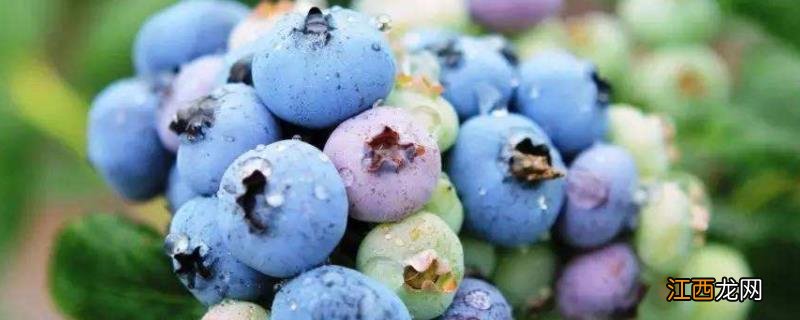 蓝莓开花前用什么肥好,蓝莓开花到成熟要多少天