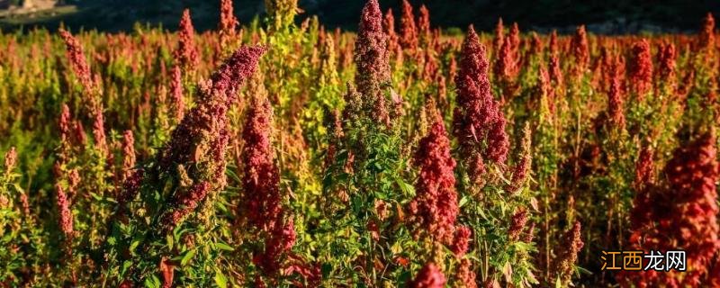 藜麦是高粱米吗,哪些地方产 藜麦与高粱米的区别图片