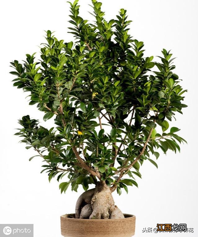 虎皮榕树盆景怎么养 榕树盆景怎么养