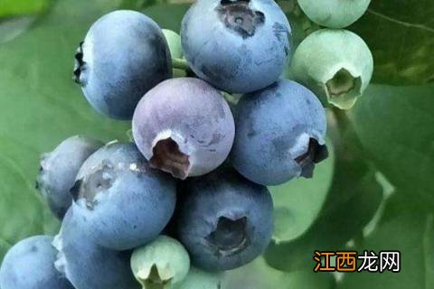 蓝莓有多少品种 蓝莓有多少品种都叫啥