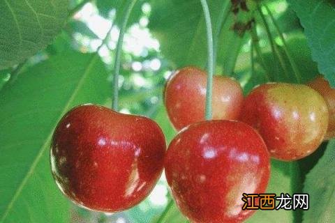 极晚熟樱桃品种介绍 什么品种樱桃成熟晚