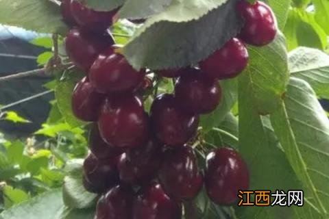 极晚熟樱桃品种介绍 什么品种樱桃成熟晚