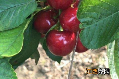 沙王大樱桃品种简介最新品种大樱桃有哪些 沙王大樱桃品种介绍