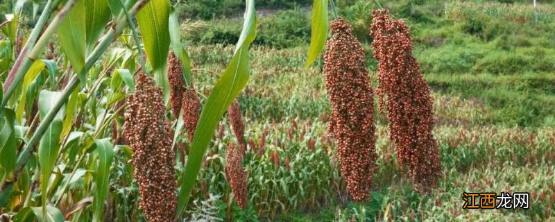 高粱种植地区，附种植方法 高粱种植技术和方法