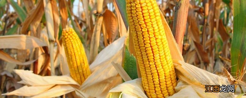 登海1717抗锈病吗，附简介 登海605抗锈病吗