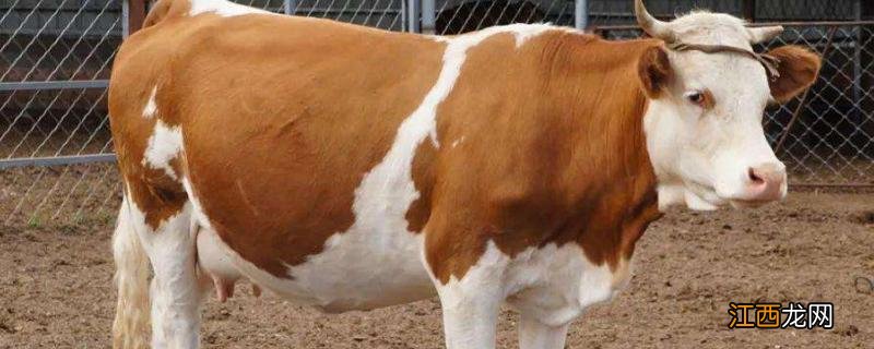 母牛流产了还能养吗,是什么原因导致的