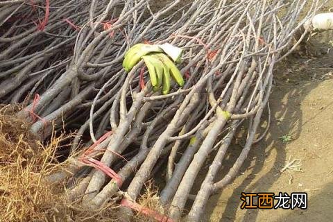 塔玛拉樱桃苗简介 什么品种给塔玛拉樱桃授粉