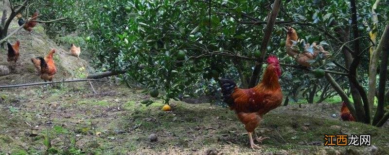 养鸡属于农业生产吗,农业生产包括哪些方面