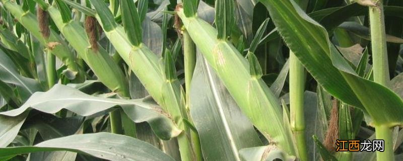 郑源玉八号玉米种 郑原玉8号玉米品种介绍